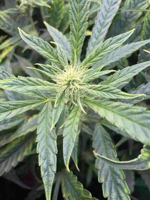 Double Grape. Week 8 - D56.