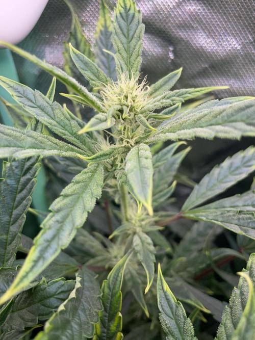 Double Grape. Week 8 - D56.