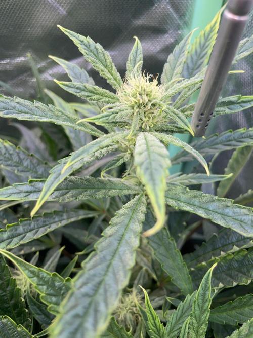 Double Grape. Week 8 - D56.