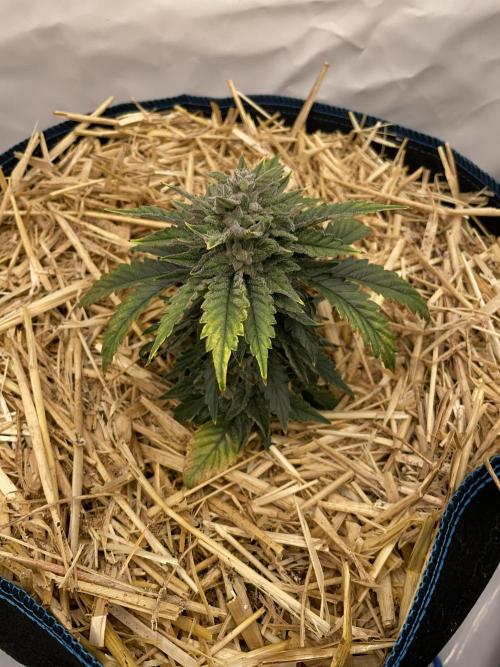 Blue Power Auto F4. Week 8 - D56.