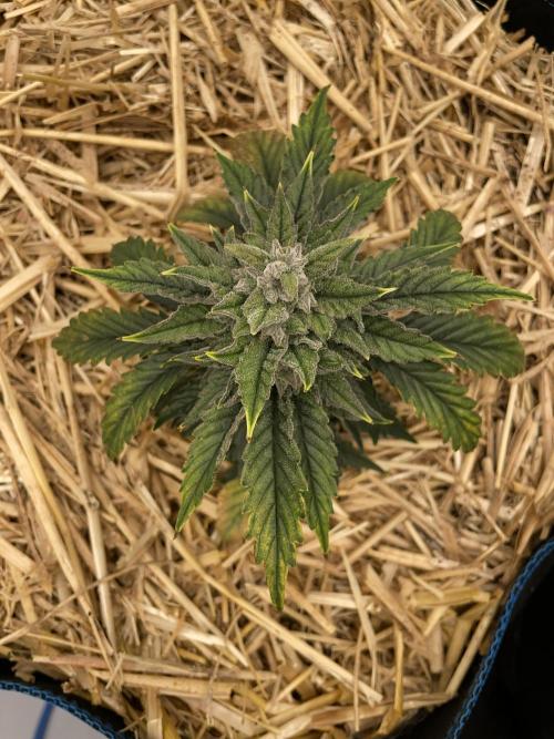 Blue Power Auto F4. Week 8 - D56.