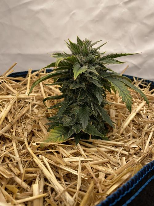 Blue Power Auto F4. Week 8 - D56.