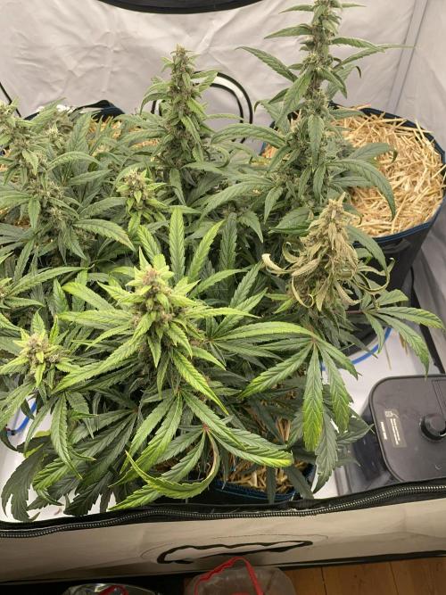 Midnight Mass. Week 8 - D54. Something doesn't look quite right...