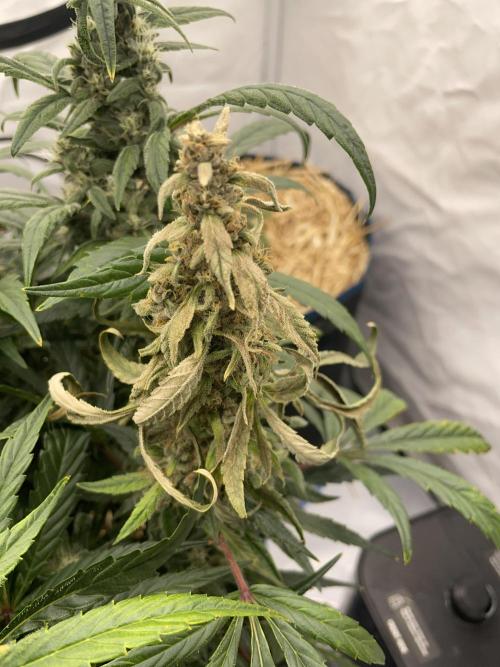 Midnight Mass. Week 8 - D54. Uh oh!