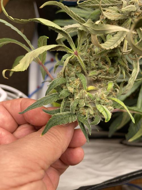 Midnight Mass. Week 8 - D54. Sigh. Budrot.