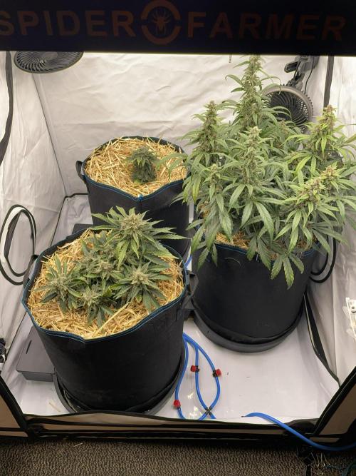 Midnight Mass. Week 8 - D56. Mid right