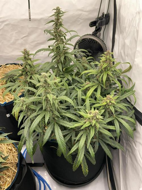 Midnight Mass. Week 8 - D56.