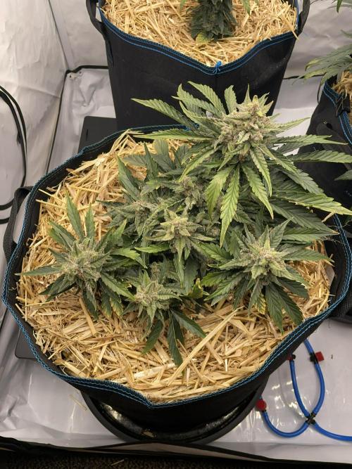 Strawberry Milk and Qookies Remix #2. Week 8 - D56.