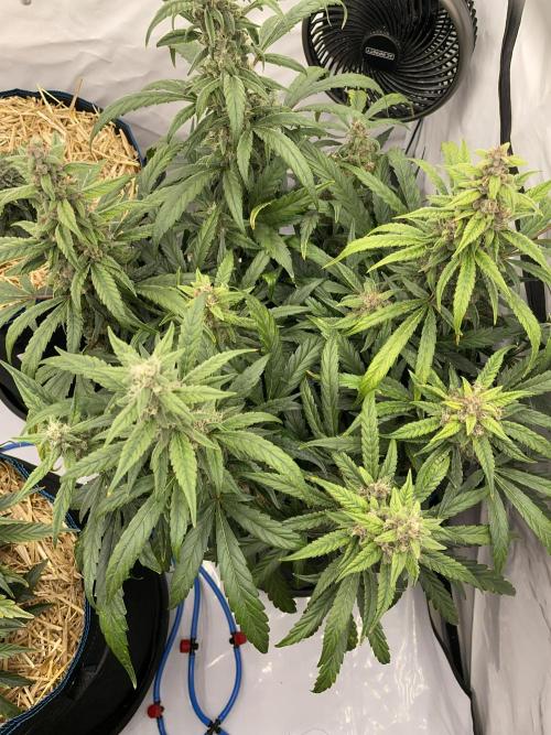 Midnight Mass. Week 8 - D56.