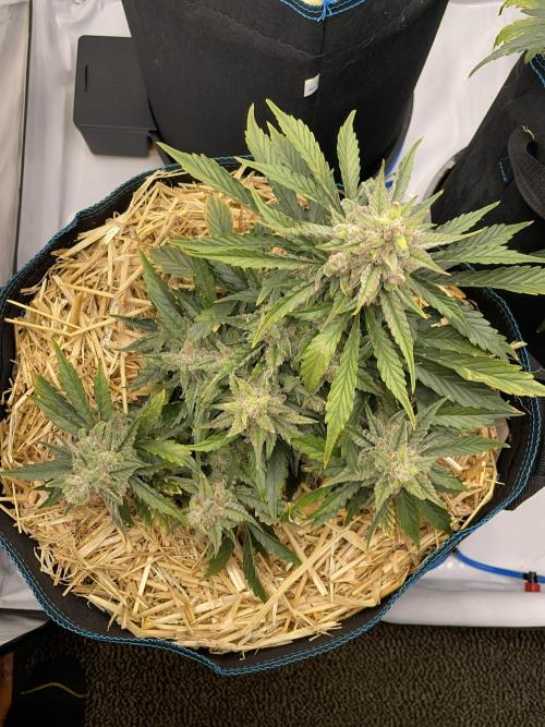 Strawberry Milk and Qookies Remix #2. Week 8 - D56.