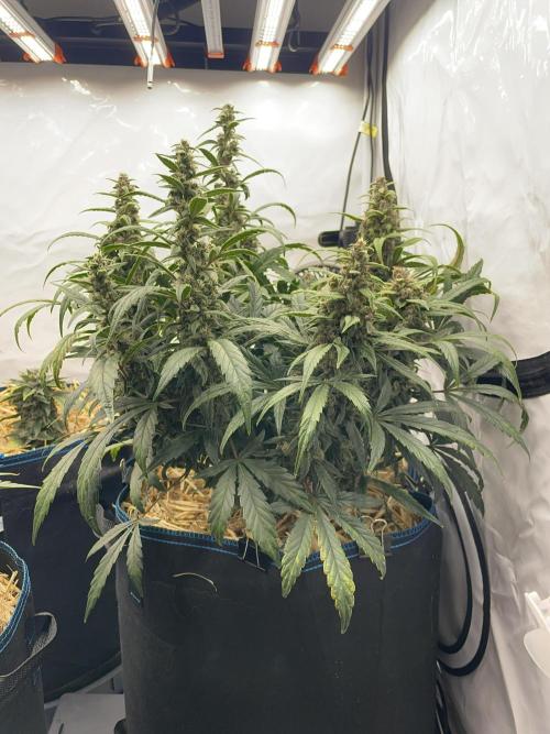 Midnight Mass. Week 8 - D56.