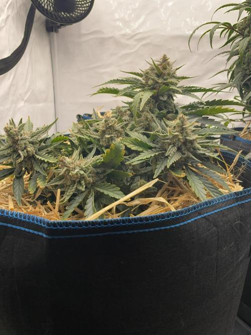 Strawberry Milk and Qookies Remix #2. Week 8 - D56.