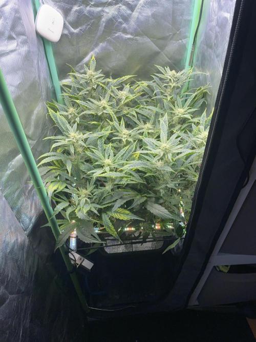 Double Grape. Week 9 - D62.