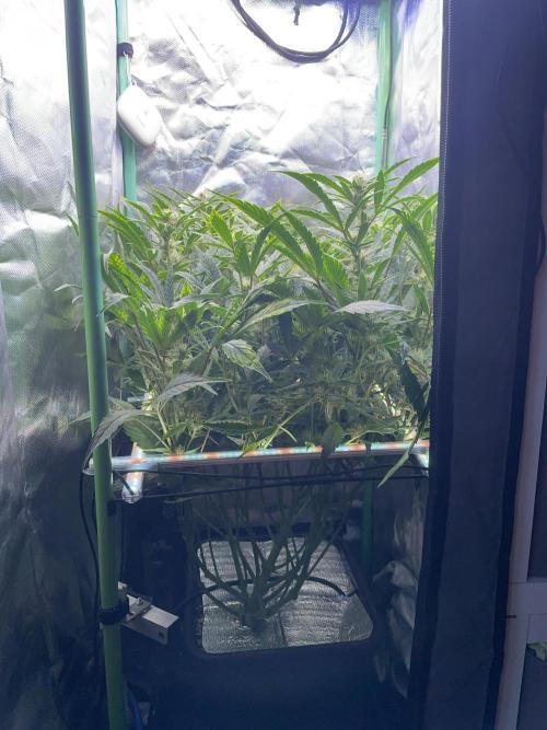 Double Grape. Week 9 - D62.