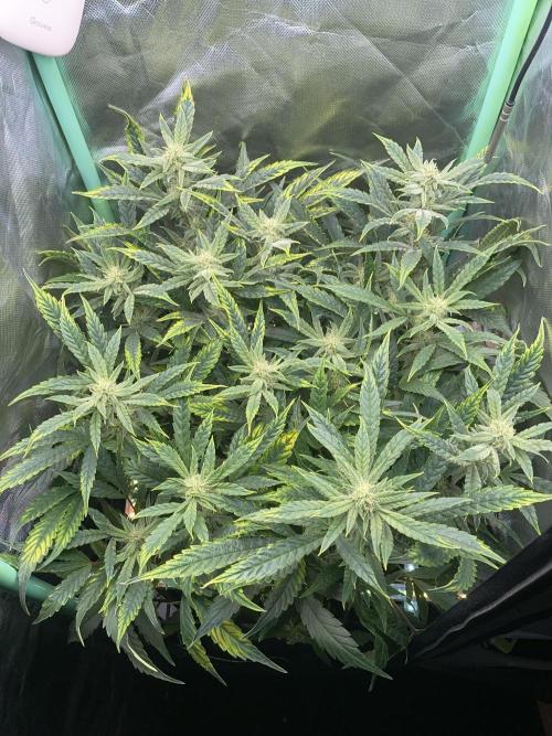 Double Grape. Week 9 - D62.