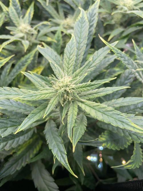 Double Grape. Week 9 - D62.