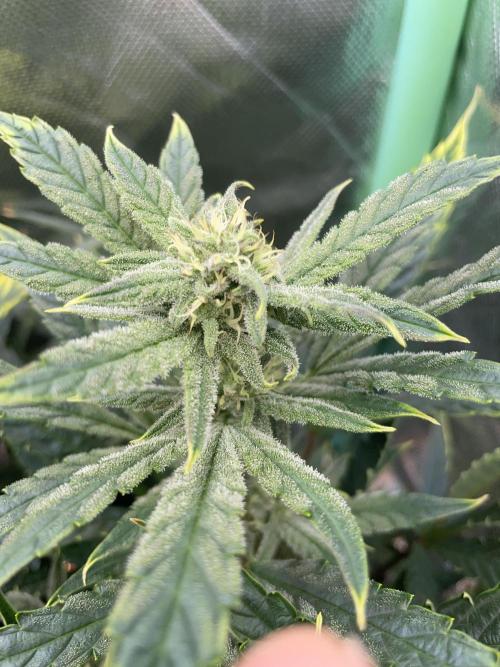 Double Grape. Week 9 - D62.