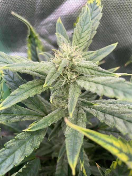 Double Grape. Week 9 - D62.