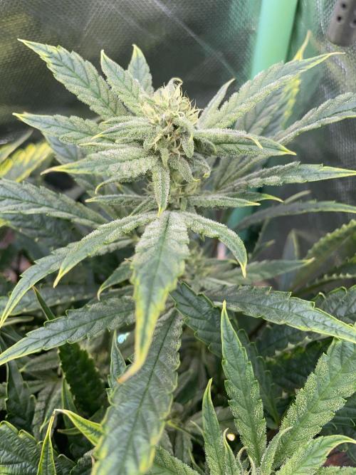 Double Grape. Week 9 - D62.