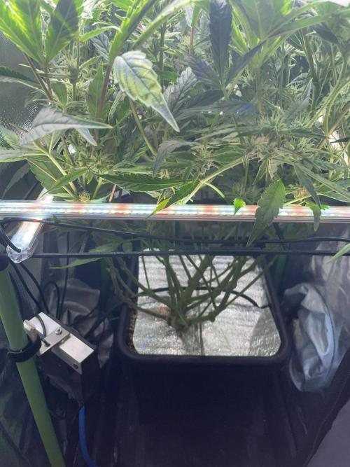 Double Grape. Week 9 - D62. Added under-canopy lighting