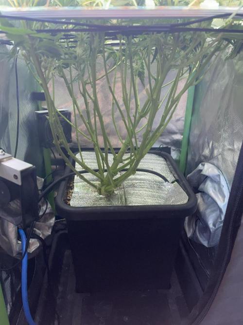 Double Grape. Week 9 - D62.