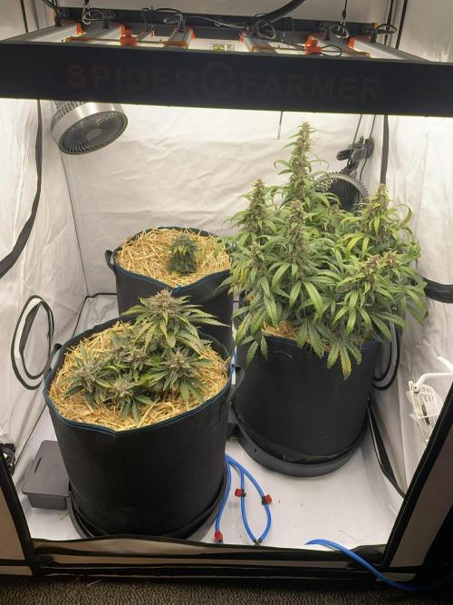 Blue Power Auto F4. Week 9 - D62. Back left