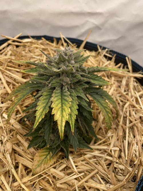 Blue Power Auto F4. Week 9 - D62.