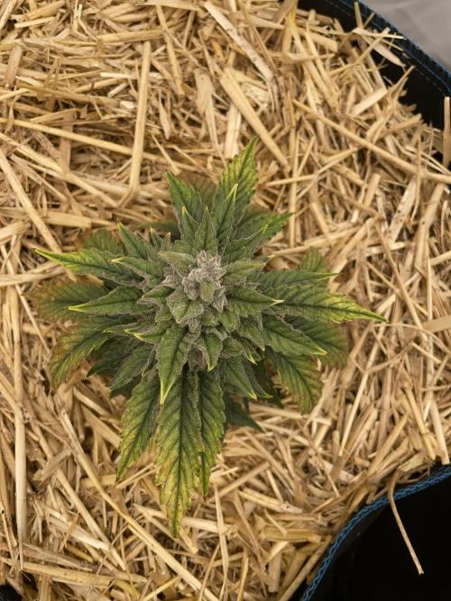 Blue Power Auto F4. Week 9 - D62.