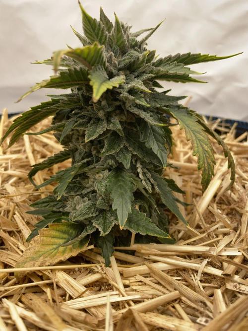 Blue Power Auto F4. Week 9 - D62.