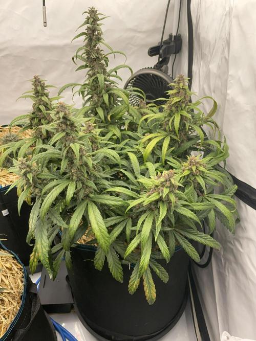 Midnight Mass. Week 9 - D62.