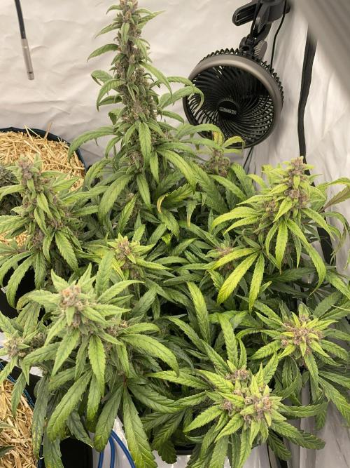 Midnight Mass. Week 9 - D62.