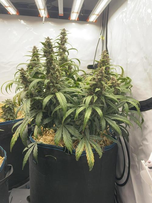 Midnight Mass. Week 9 - D62.