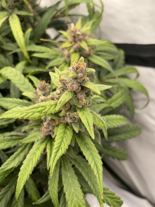 Midnight Mass. Week 9 - D62.