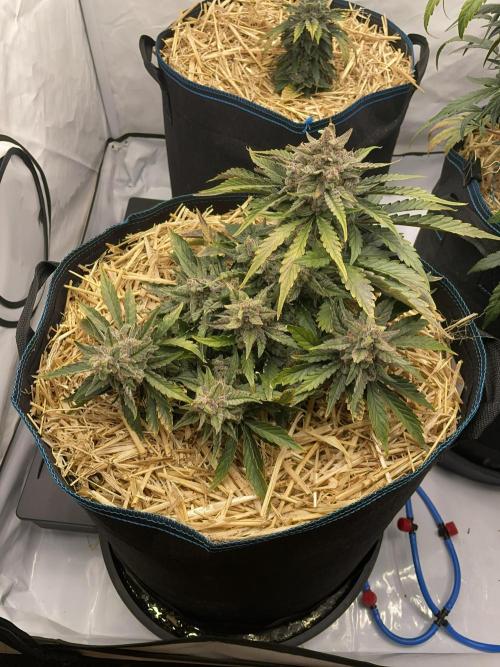 Strawberry Milk and Qookies Remix #2. Week 9 - D62.