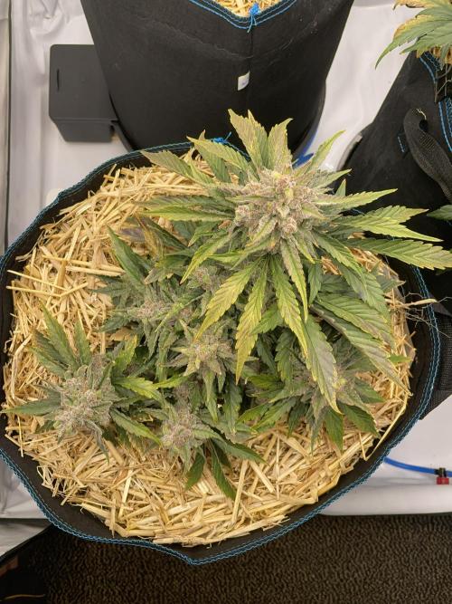 Strawberry Milk and Qookies Remix #2. Week 9 - D62.