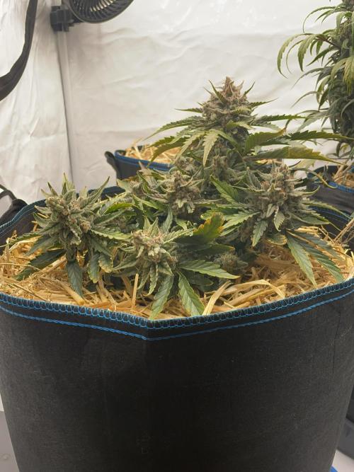 Strawberry Milk and Qookies Remix #2. Week 9 - D62.