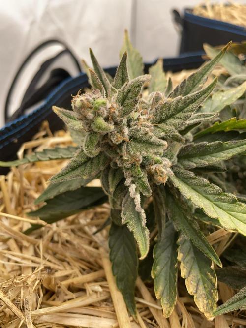 Strawberry Milk and Qookies Remix #2. Week 9 - D62.