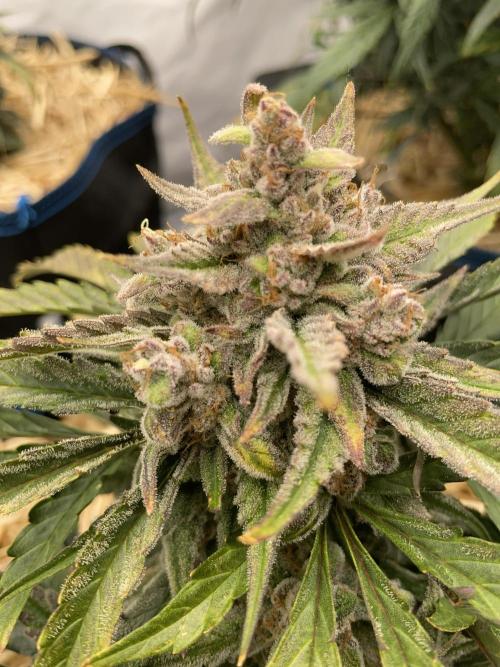 Strawberry Milk and Qookies Remix #2. Week 9 - D62.