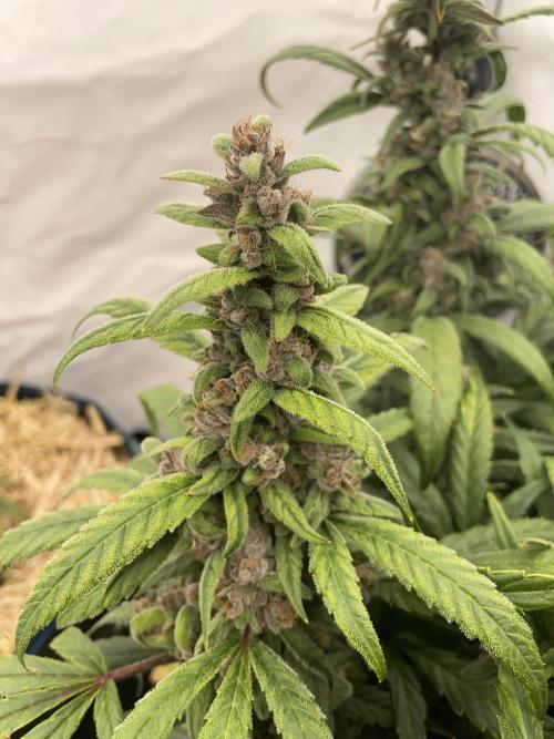 Midnight Mass. Week 9 - D62.