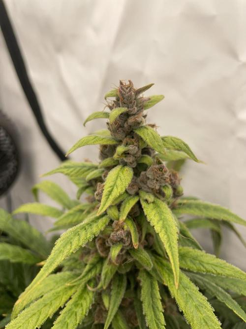 Midnight Mass. Week 9 - D62.