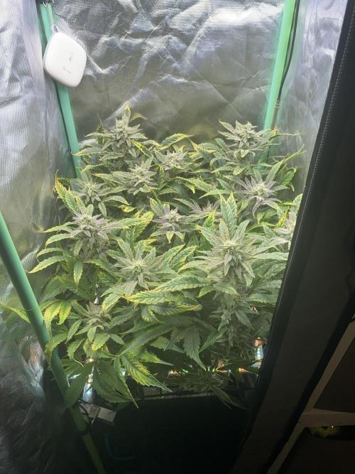 Double Grape. Week 10 - D70.