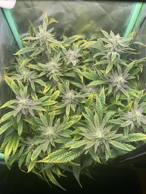 Double Grape. Week 10 - D70.