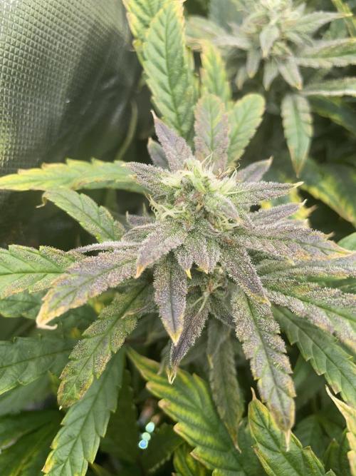 Double Grape. Week 10 - D70.