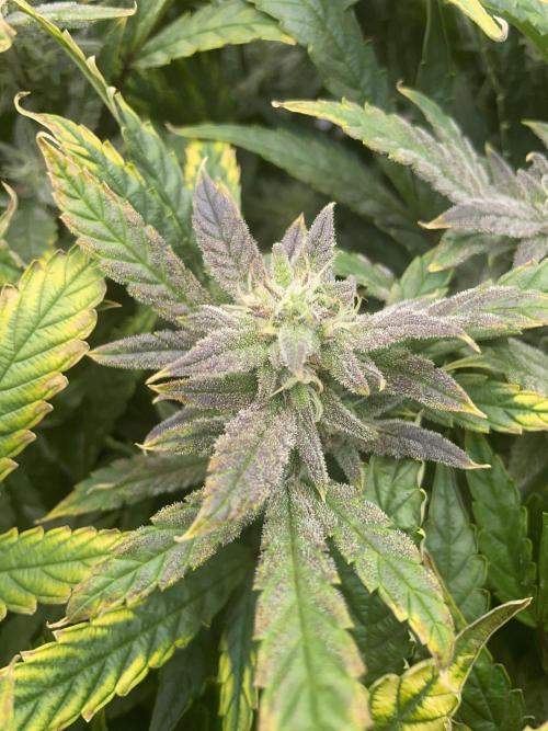 Double Grape. Week 10 - D70.