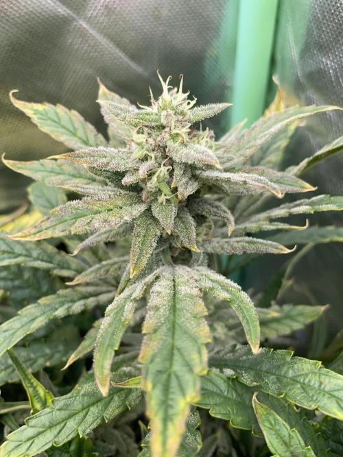 Double Grape. Week 10 - D70.