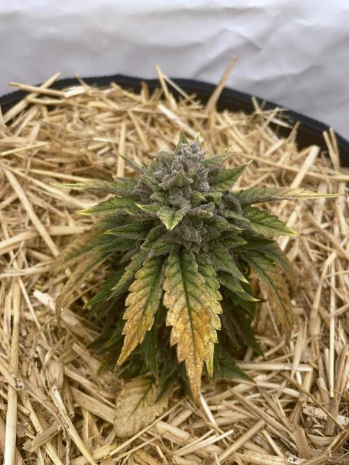 Blue Power Auto F4. Week 10 - D70.