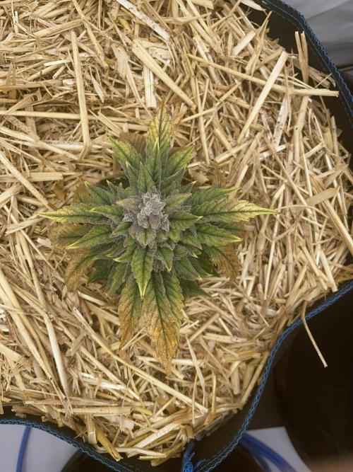 Blue Power Auto F4. Week 10 - D70.