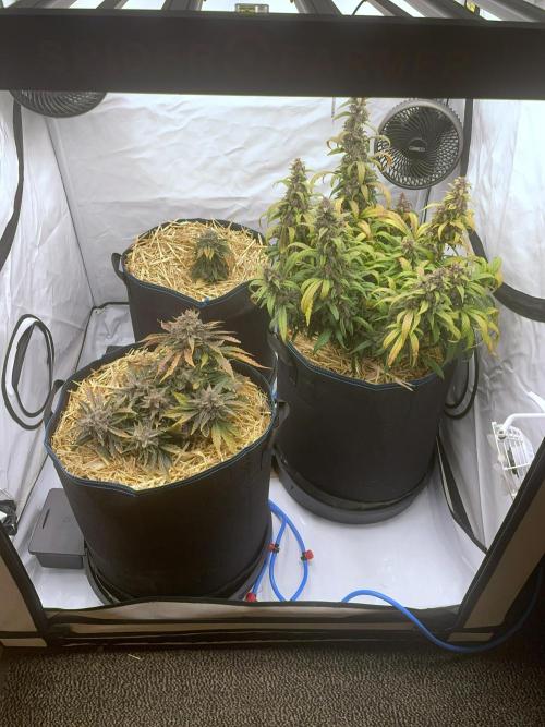 Midnight Mass. Week 10 - D70. Mid right