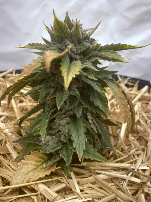 Blue Power Auto F4. Week 10 - D70.