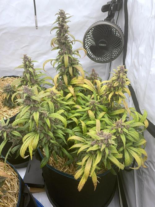 Midnight Mass. Week 10 - D70.